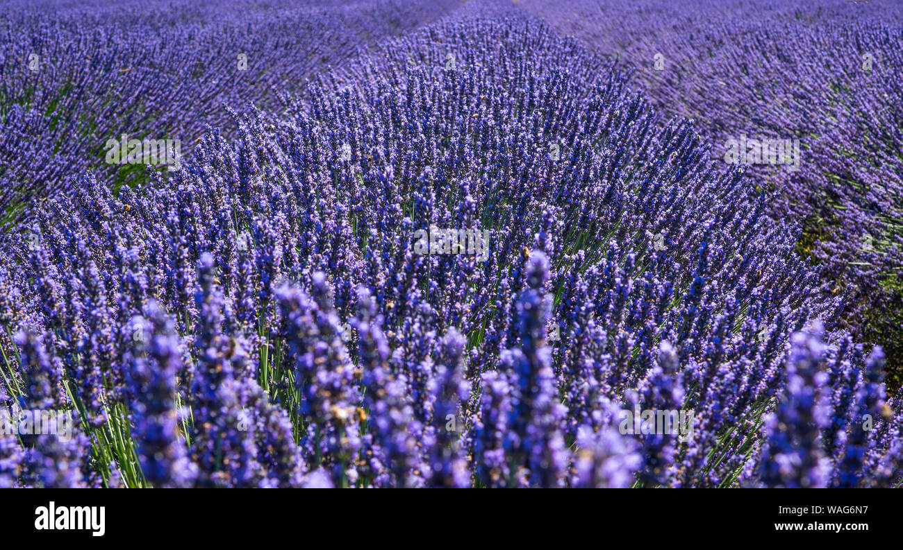 Lavendel in Bloom Stockfoto