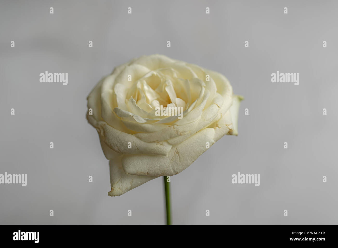 Blume Fotografie - Creme weiß Single stieg auf einen einfachen Hintergrund Stockfoto