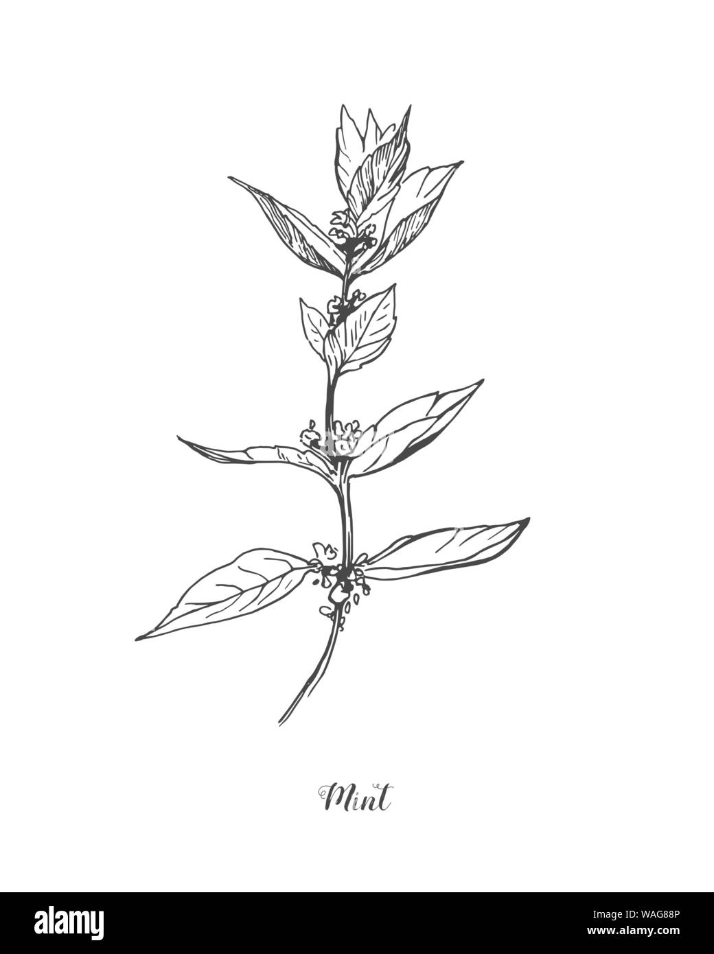 Mint vektor Zeichnung eingestellt werden. Isolierte Minze Pflanzen und Blätter. Pflanzliche graviert Stil Abbildung. Detaillierte organisches Produkt Skizze. Kochen würzige Zutat Stock Vektor