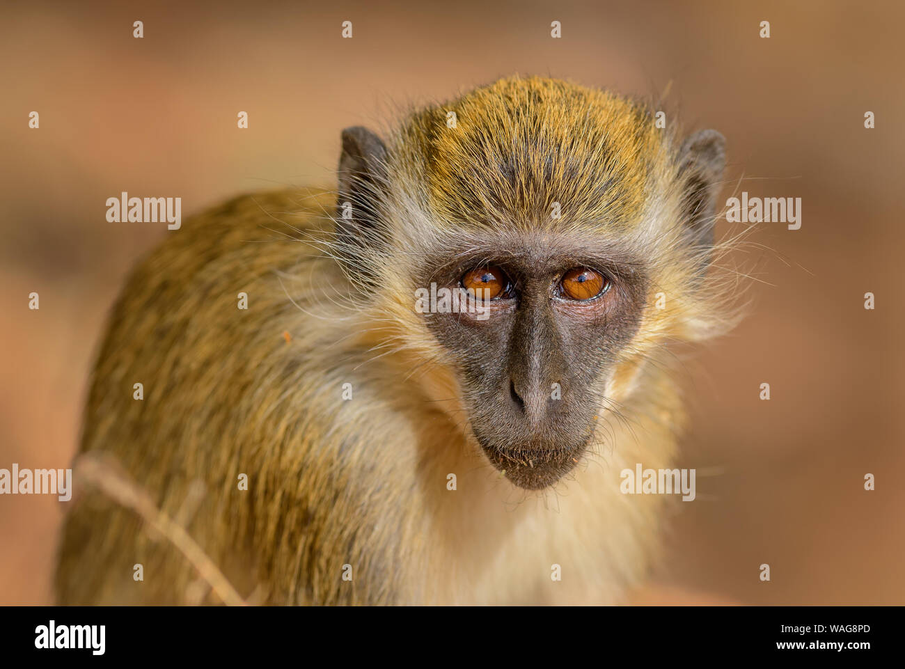 Green Monkey - Chlorocebus aethiops, schöne beliebte Affe vom Westafrikanischen Büsche und Wälder, Senegal. Stockfoto