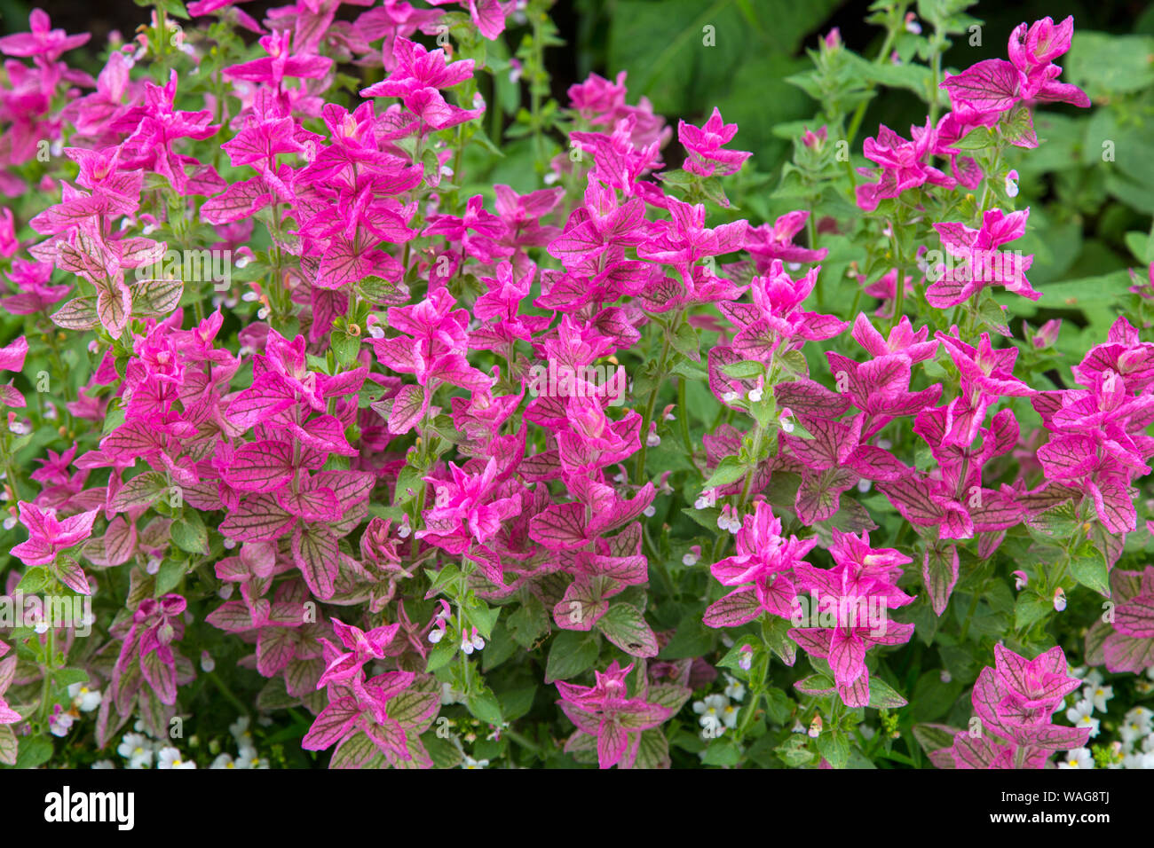 Sommer Garten Blumen Stockfoto