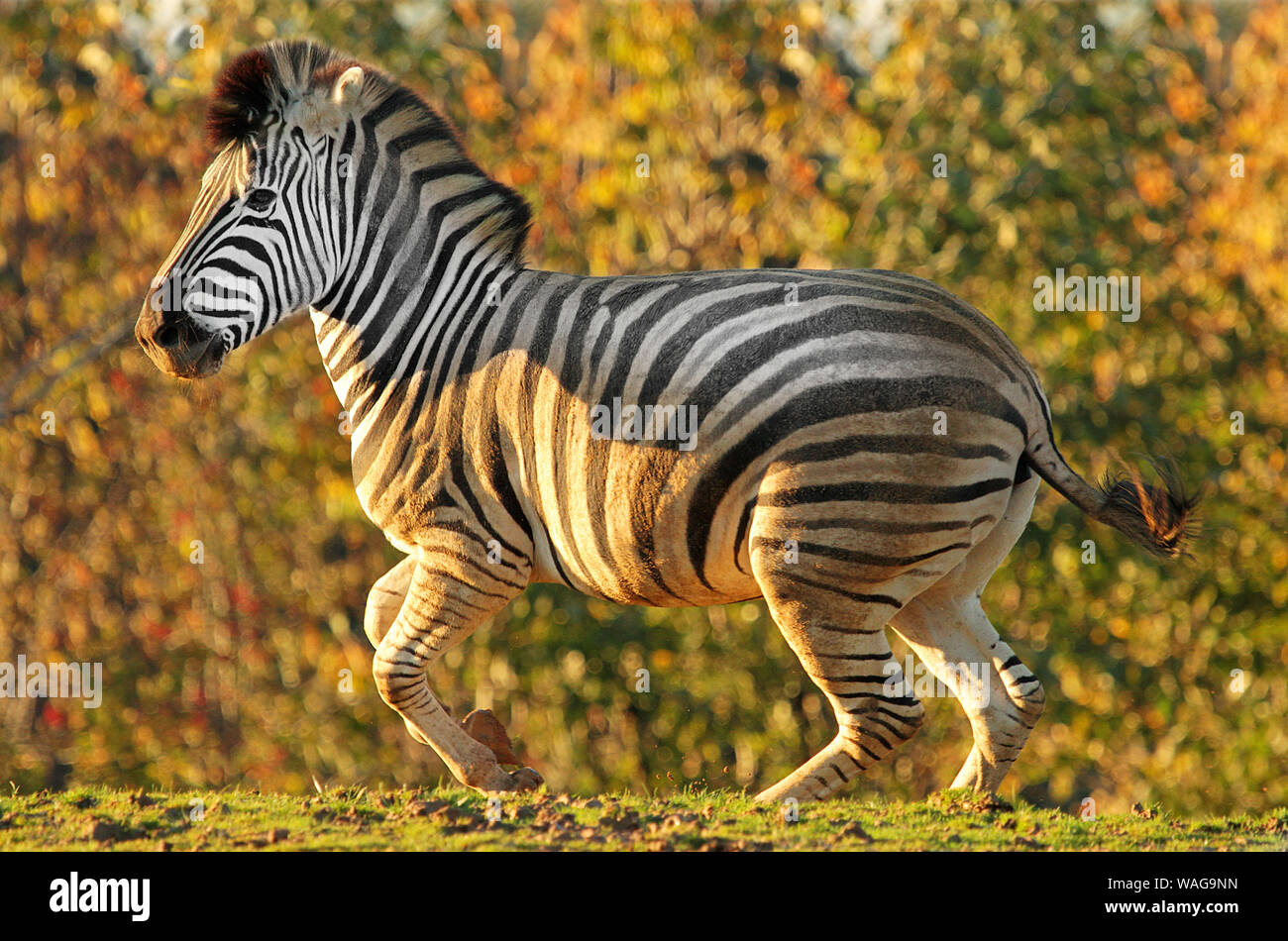 Zebras (Equus) wirklich schön. Muster in der Natur sind unglaublich und die schwarz-weiß gestreiften Designs von Zebras sind nur exquisit. Grafik- und abstrakt. Stockfoto
