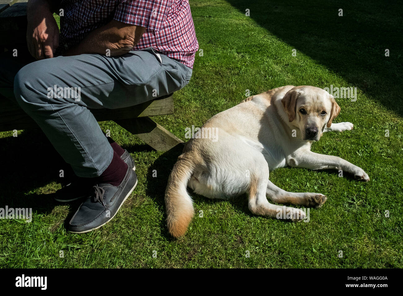 Eine Golden Labrador liegend neben seinem Besitzer. Stockfoto