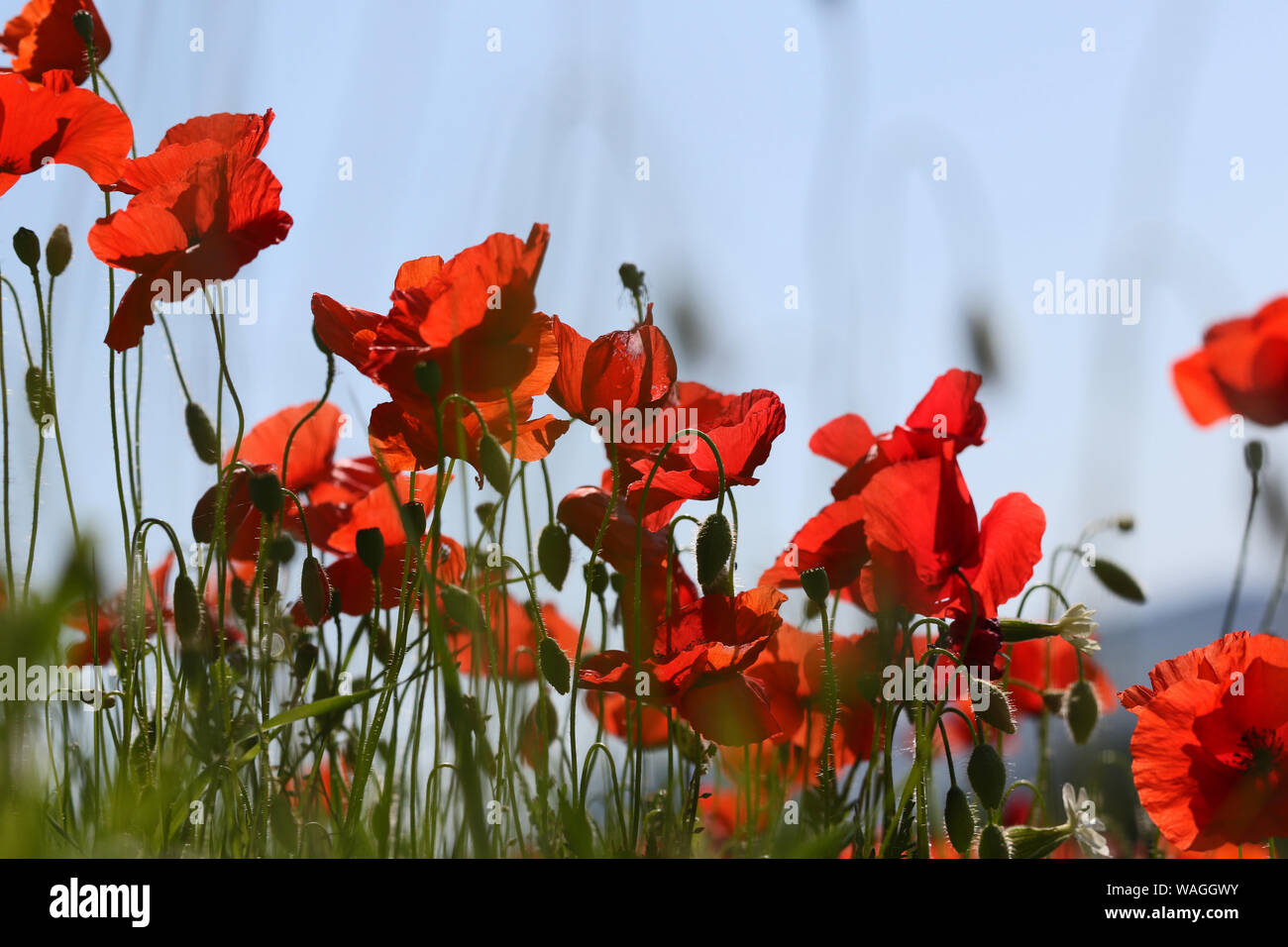 Mohn Papaver rhoeas Latein mit dem Licht hinter in Italien eine Erinnerung Blume für Krieg tot und Veteranen 11. November Anzac Day, April 25, D-Tag etc. Stockfoto