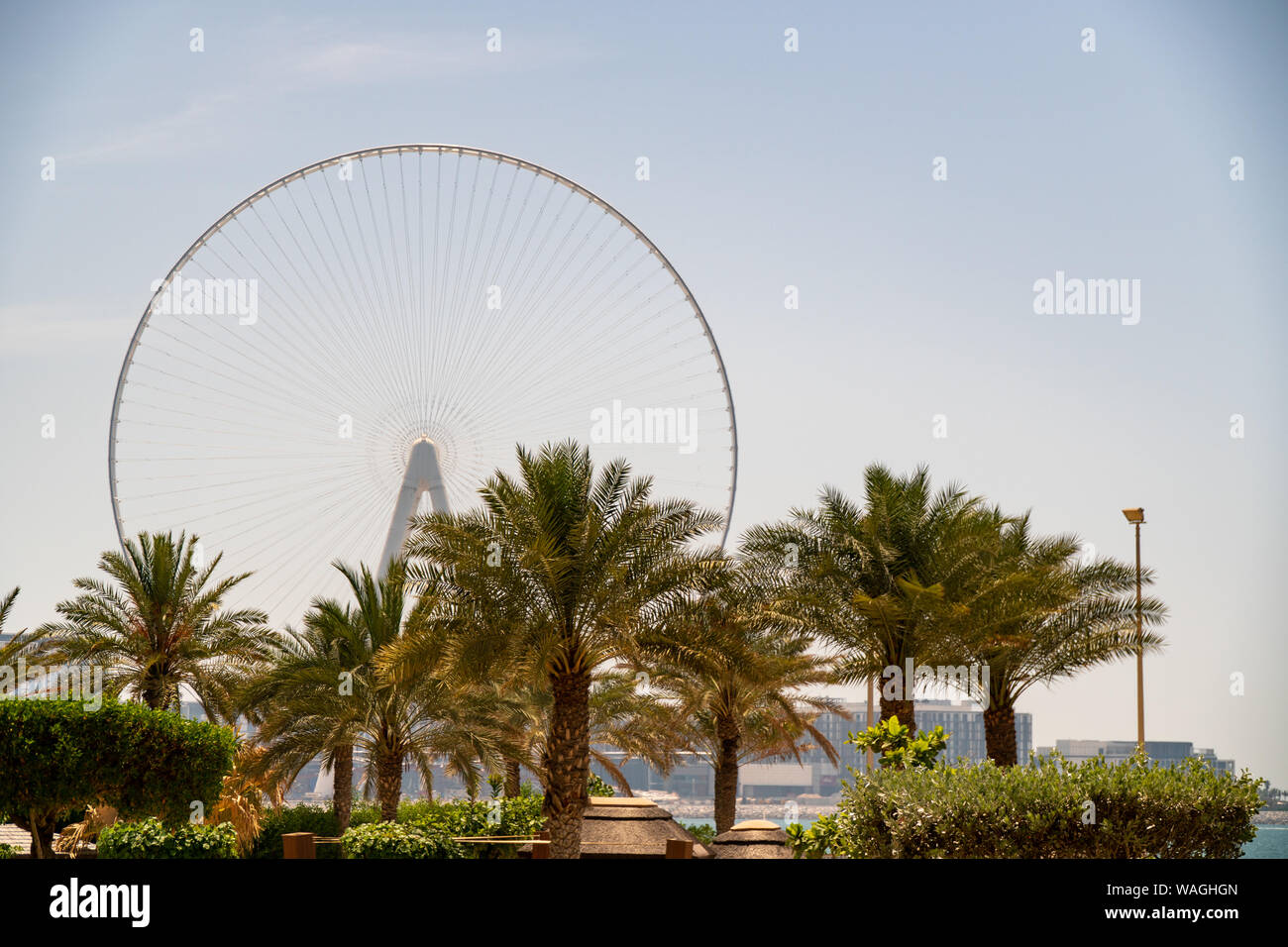 Dubai Eye Riesenrad auf bluewaters Insel angesehen von Jumeirah Beach Residence zwischen Palmen auf einem sonnigen klaren Tag Stockfoto
