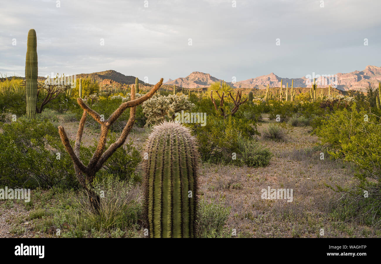 Landschaft aus Orgelpfeifen Kaktus Nat, Park, verschiedene Kakteen im Vordergrund, Red Rock Berge am Horizont, die durch niedrige Sonne beleuchtet, in der Nähe von Sunset Stockfoto