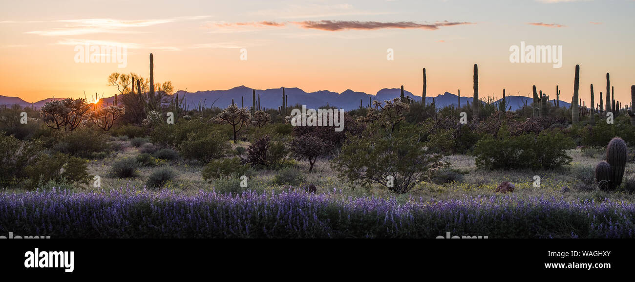 Arizona Wüste Sonnenuntergang Panorama. Sonne am Horizont, in der Wüste mit vielen verschiedenen Kakteen und eine Linie von bläulich blühenden Blumen im Vordergrund, Lila ein Stockfoto