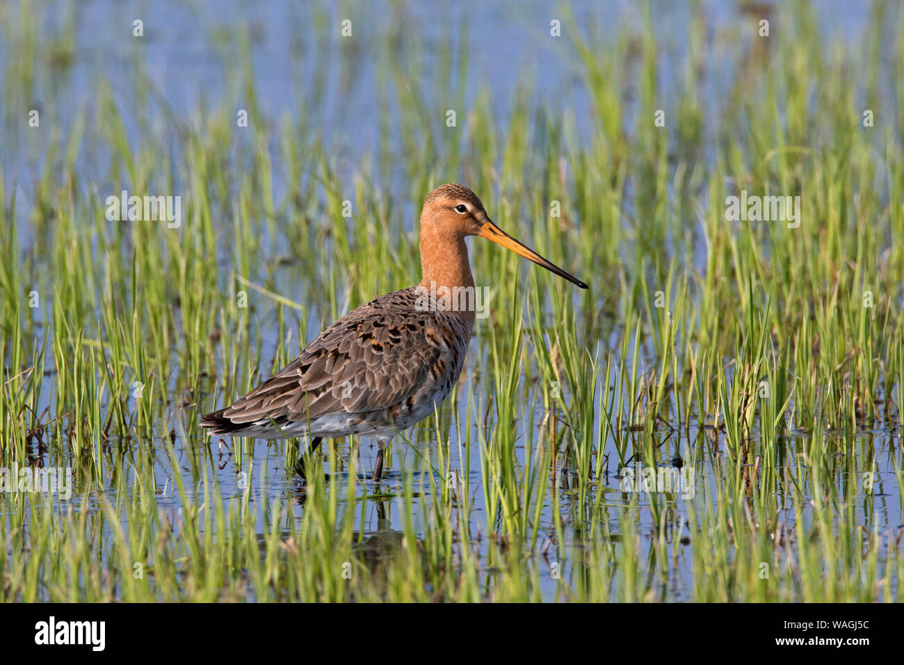 Uferschnepfe (Limosa limosa) männliche Nahrungssuche im flachen Wasser der überschwemmten Wiese im Frühjahr Stockfoto