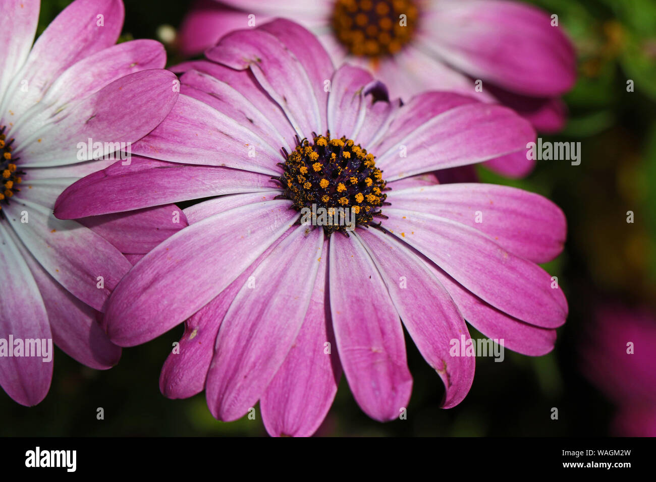 Lila African Daisy oder Nachgestellte mauve daisy Lateinischer Name dimorphotheca jucunda auch osteospermum Familie Sonnenblumen- oder calendula ein Perrenial genannt Stockfoto