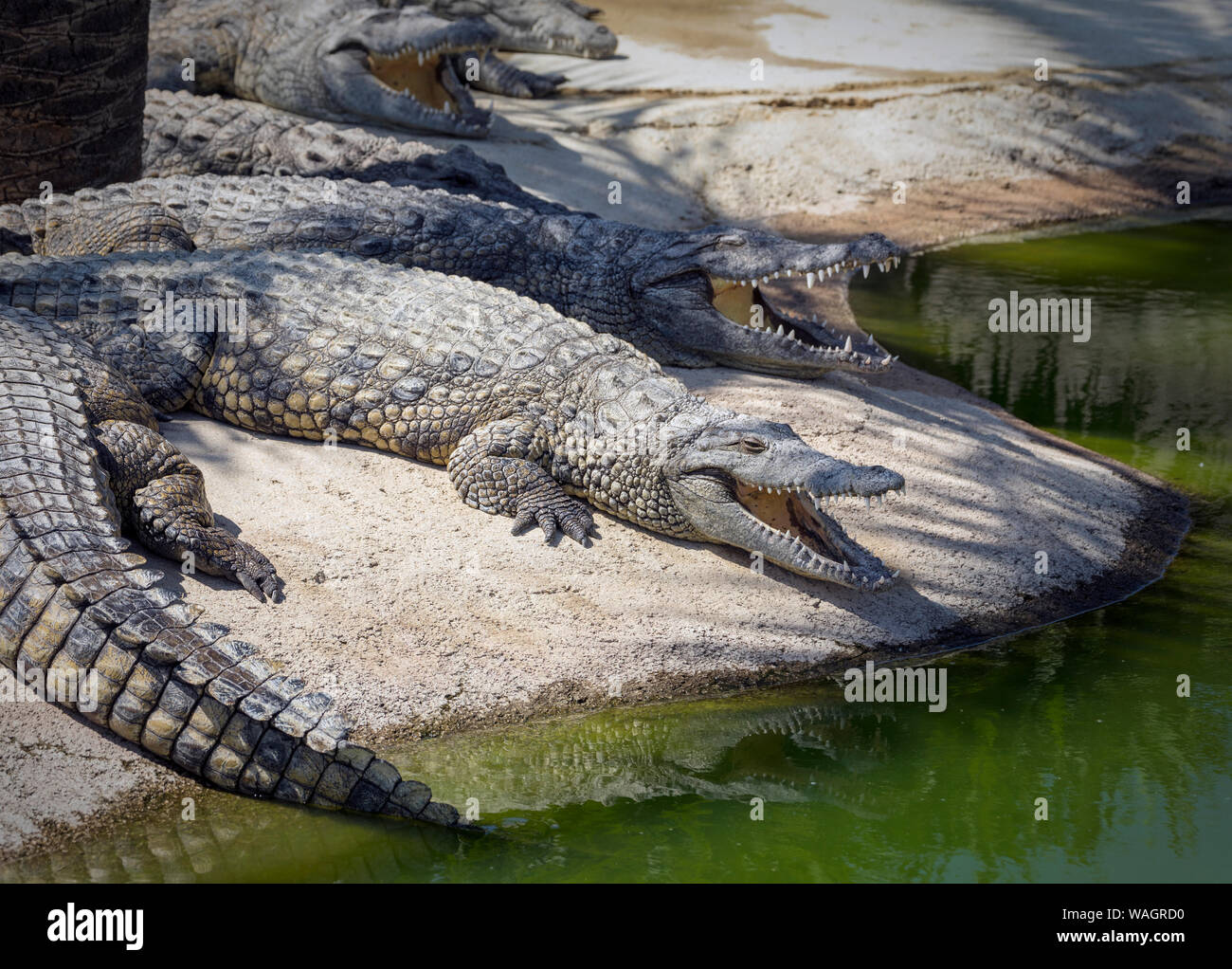 Krokodile im Crocodile Park, Torremolinos, Provinz Malaga, Costa del Sol, Spanien Stockfoto