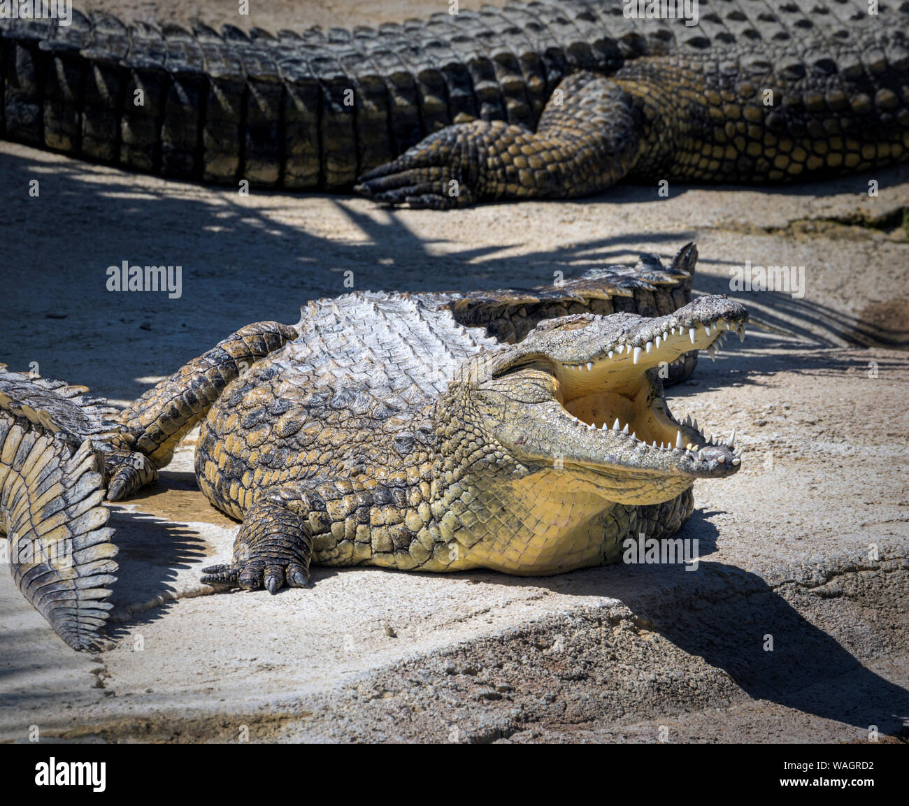 Krokodile im Crocodile Park, Torremolinos, Provinz Malaga, Costa del Sol, Spanien Stockfoto