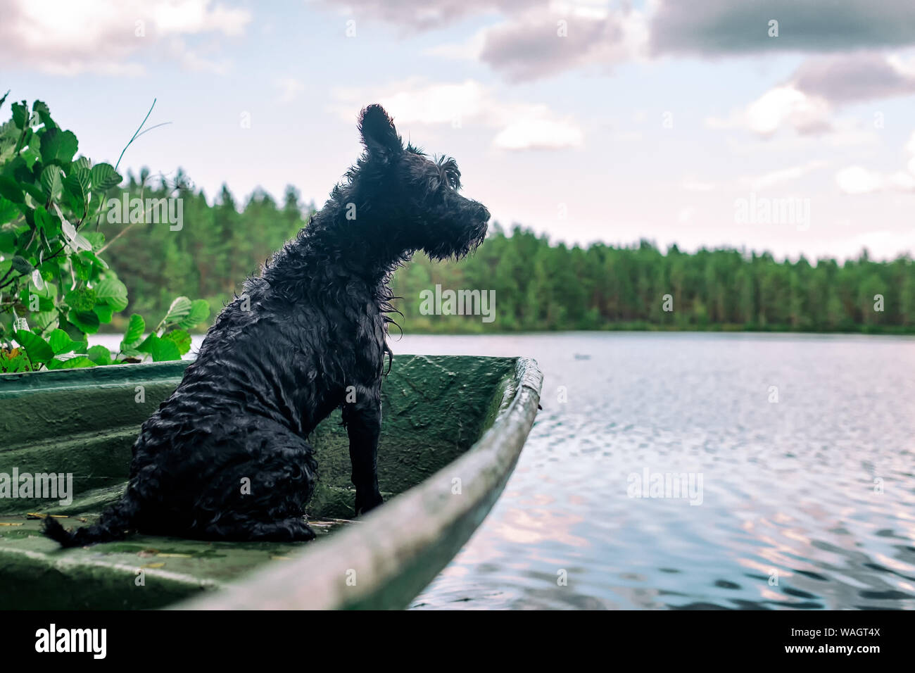 Hund Miniatur schwarz Schnauzer in einem hölzernen Boot auf dem See Stockfoto