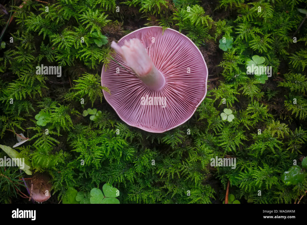 Cut Waldpilz auf einem Hintergrund von Moos. Stockfoto