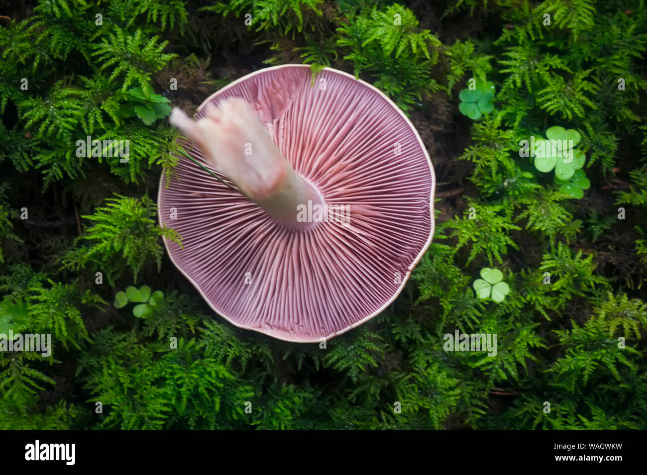 Cut Waldpilz auf einem Hintergrund von Moos. Stockfoto
