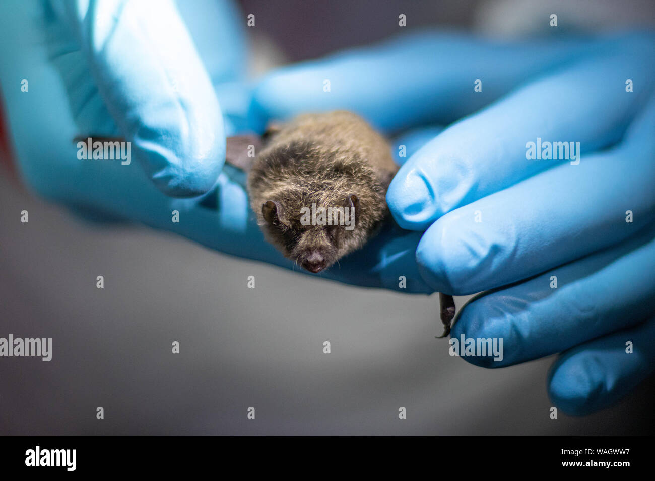 Wildtierforscher sammeln sorgfältig Daten von einer Fledermaus, die über ein Nebelnetz in Nordkalifornien aufgenommen wurde. Stockfoto