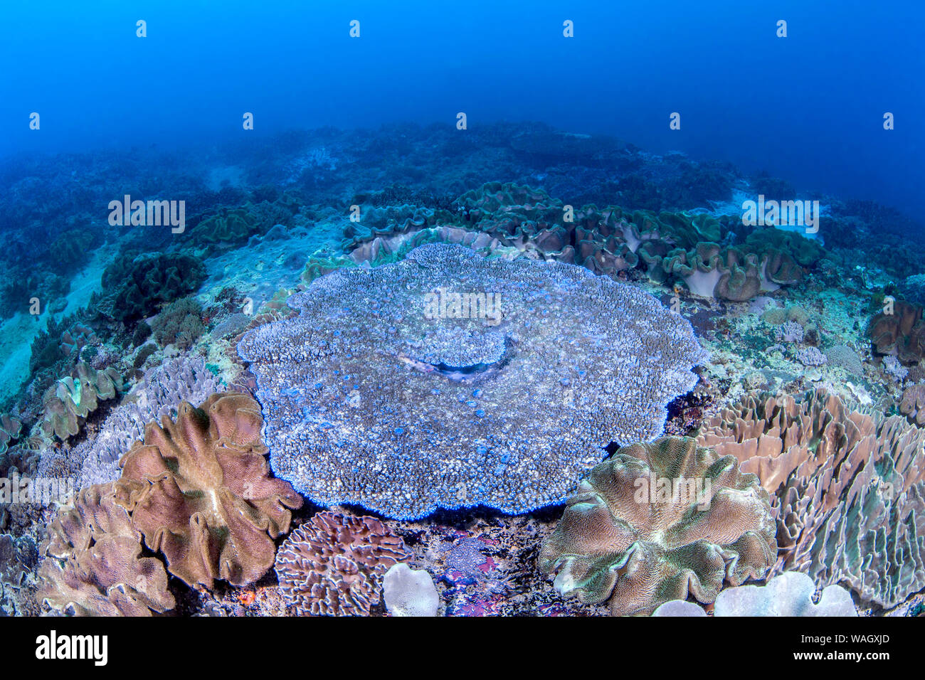 Große korallenblöcke Kolonien auf den Meeresboden in der Nähe von Nusa Lembongan Bali, Indonesien. Stockfoto