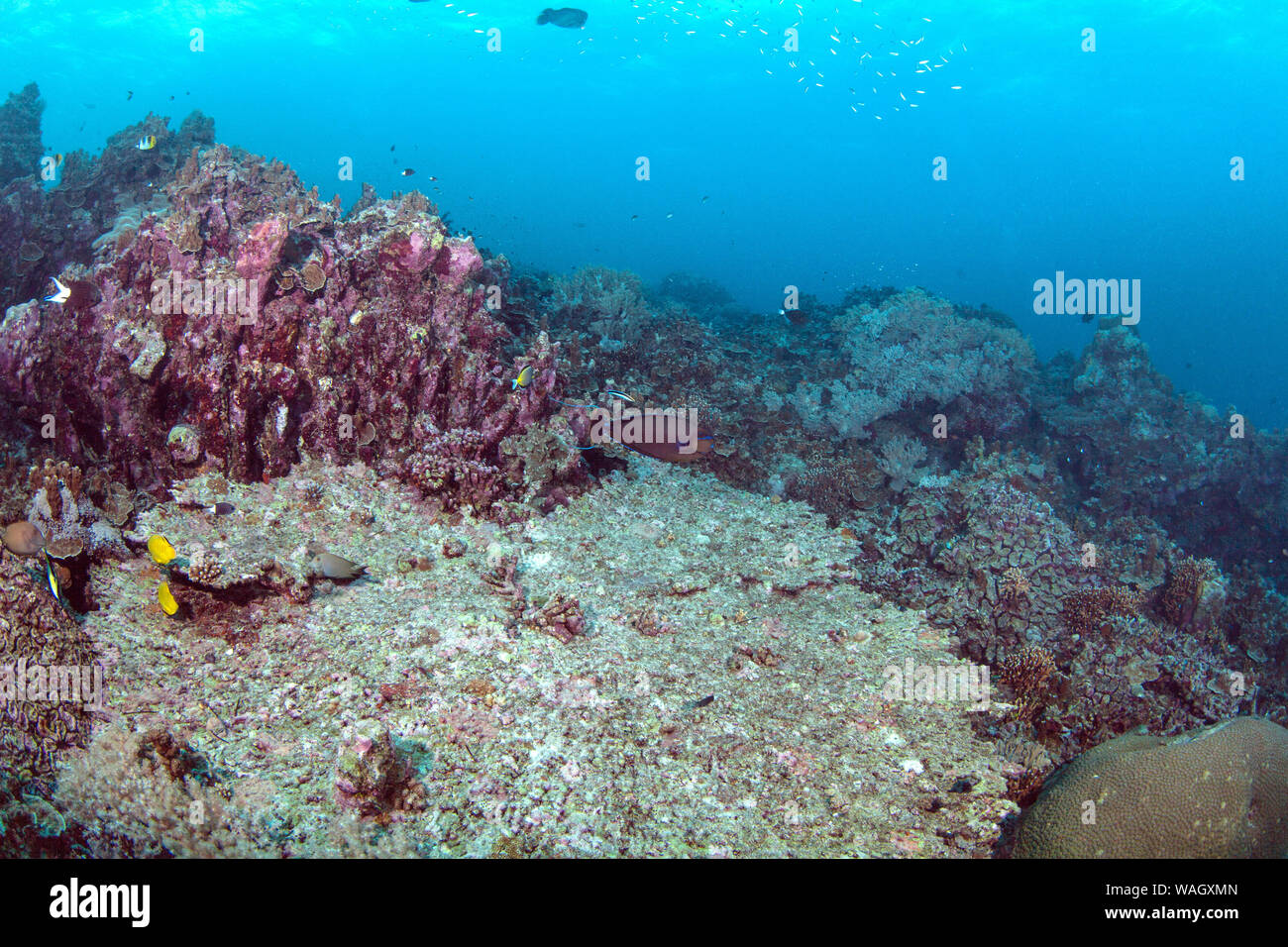 Tote und Sterbende Korallen in der Spratly Inseln im Südchinesischen Meer. Stockfoto