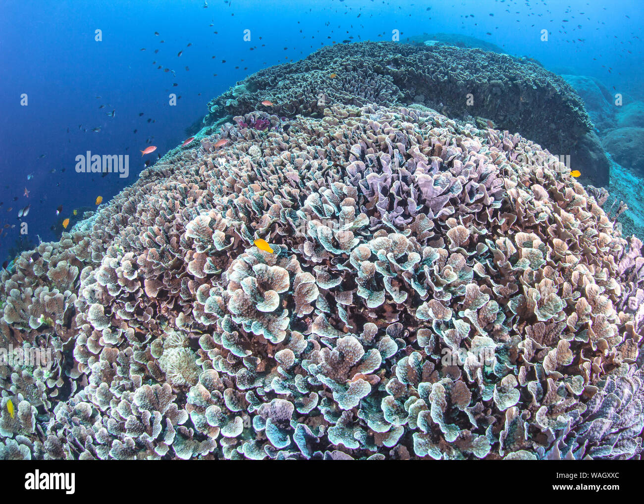 Bunte Kohl Korallen (Turbinaria sp.) in Nusa Lambongan vor der Küste von Bali, Indonesien. 2016. Stockfoto