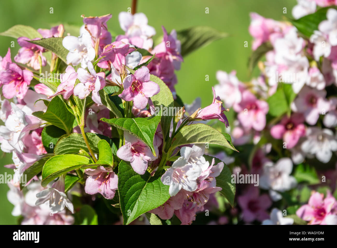 Schönen leuchtenden rosa Weigela Blumen mit verschwommenen Hintergrund