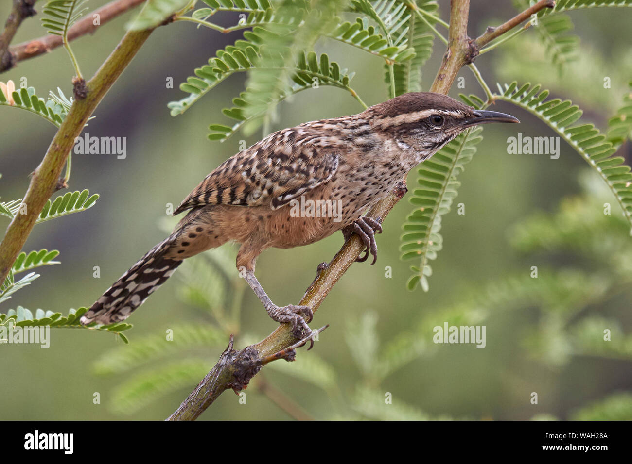 Cactus Wren, Cochise County Arizona Stockfoto