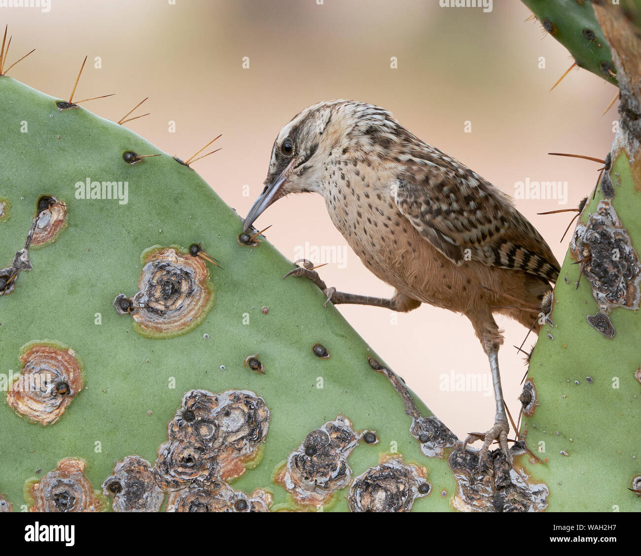 Cactus Wren, Cochise County Arizona Stockfoto