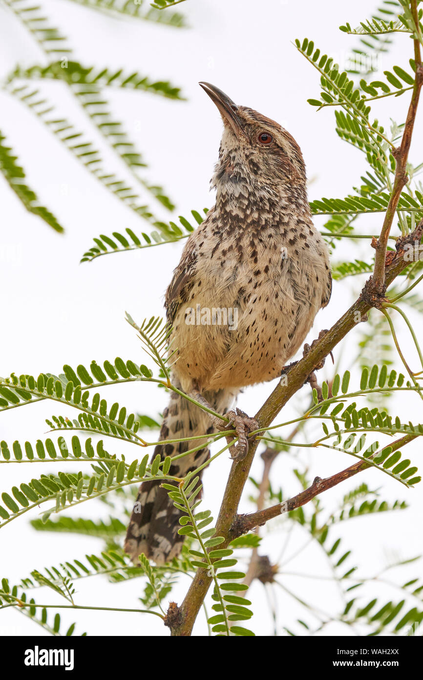 Cactus Wren, Cochise County Arizona Stockfoto