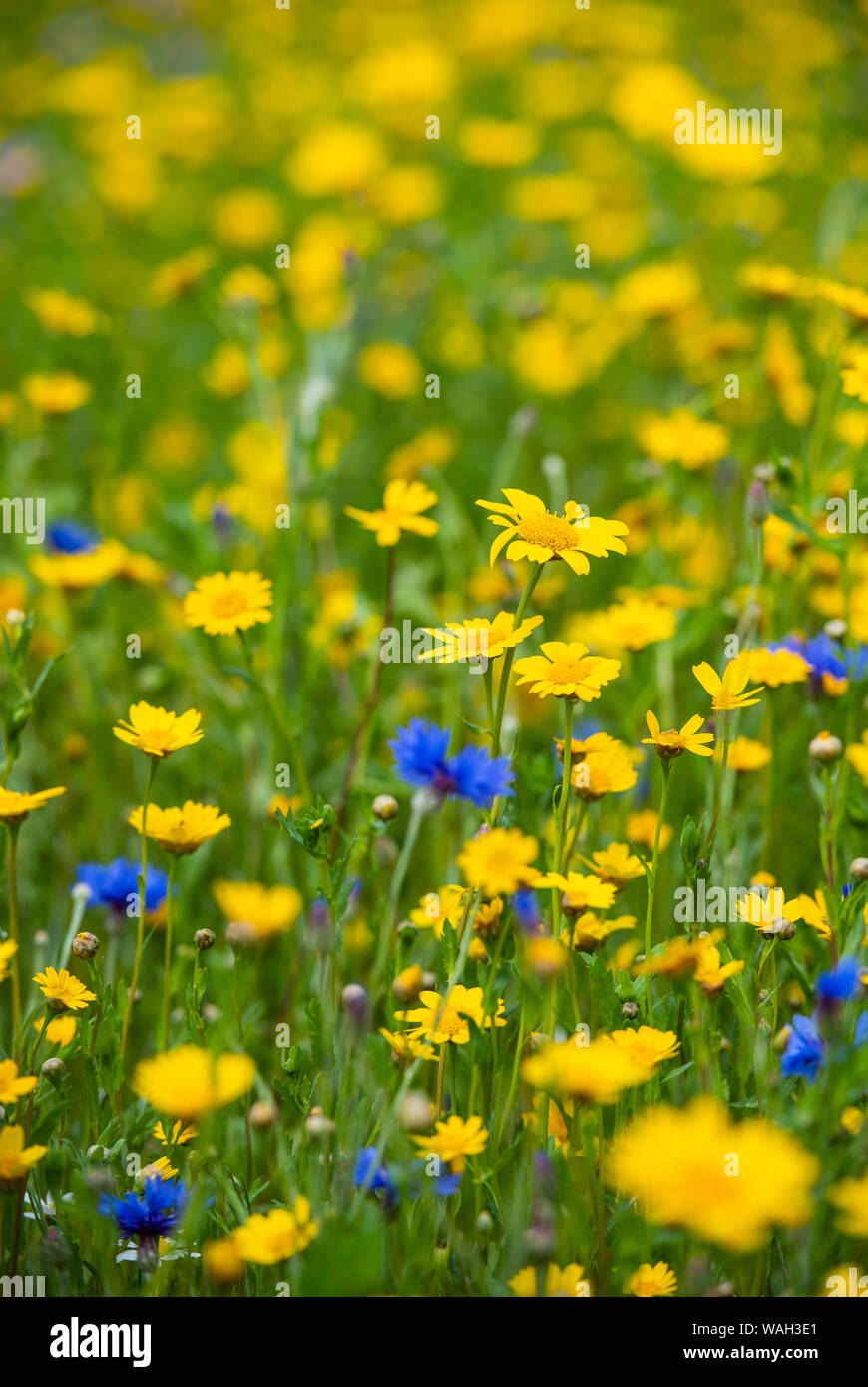 Detail eines Feldes von wilden Blumen in England, Großbritannien Stockfoto