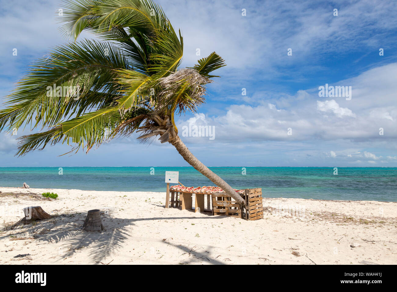 Malerische Strand in Turks und Caicos, mit Palme, weht im Wind. Conchs auf Anzeige zum Verkauf. Stockfoto