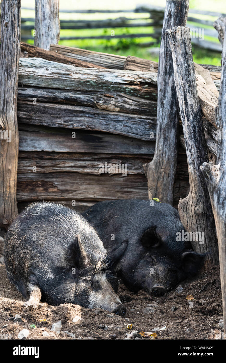 Zwei Schweine schlafend in Ihrem Schweinestall auf der Farm an der Booker T Washington Memorial Stockfoto