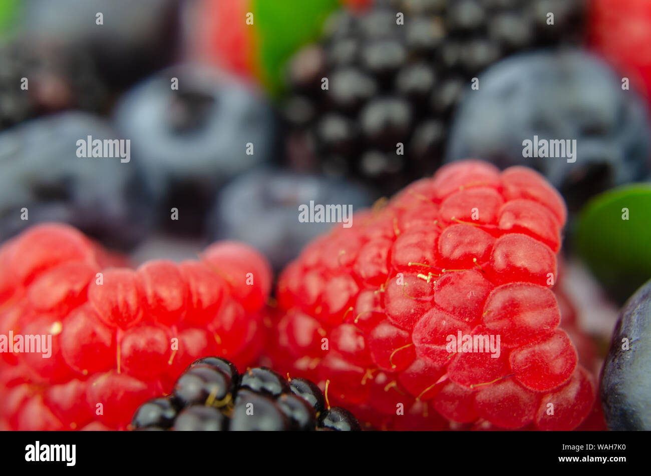 Mischung aus saftigen Beeren: Himbeere, Heidelbeere und Blackberry mit winzigen grünen Blättern. Makro Foto mit dem Schwerpunkt auf die Himbeeren. Stockfoto