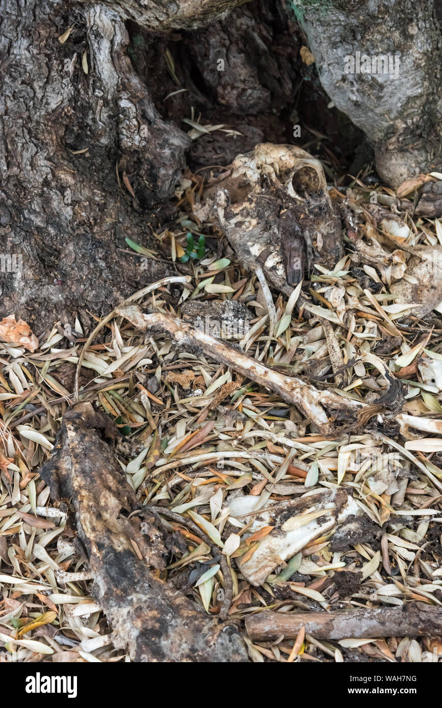 Dead olive tree -Fotos und -Bildmaterial in hoher Auflsung  Alamy
