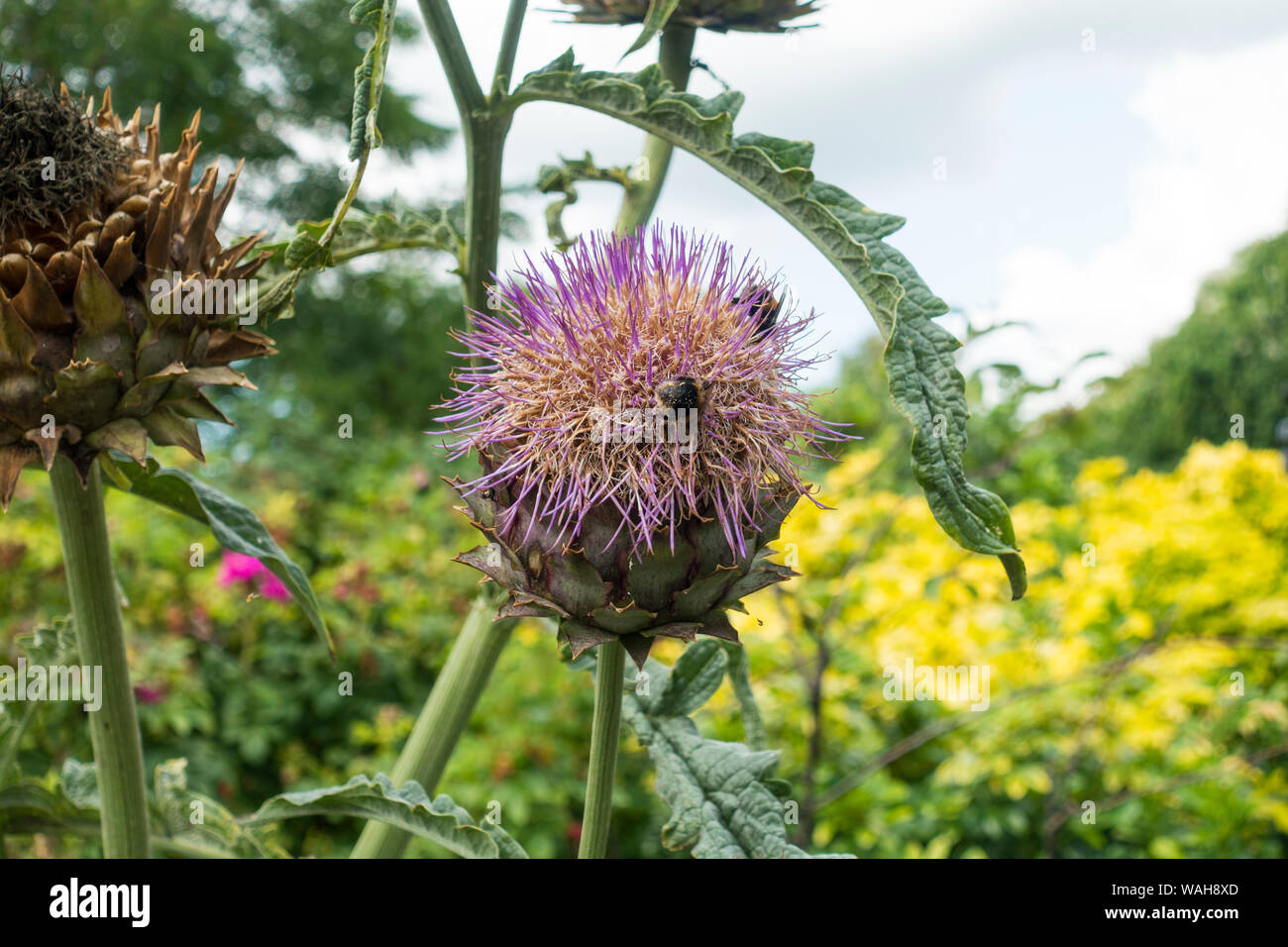 Hummeln Nektar sammeln auf eine Artischocke (Cynara corduculus Thistle) Großbritannien. Stockfoto