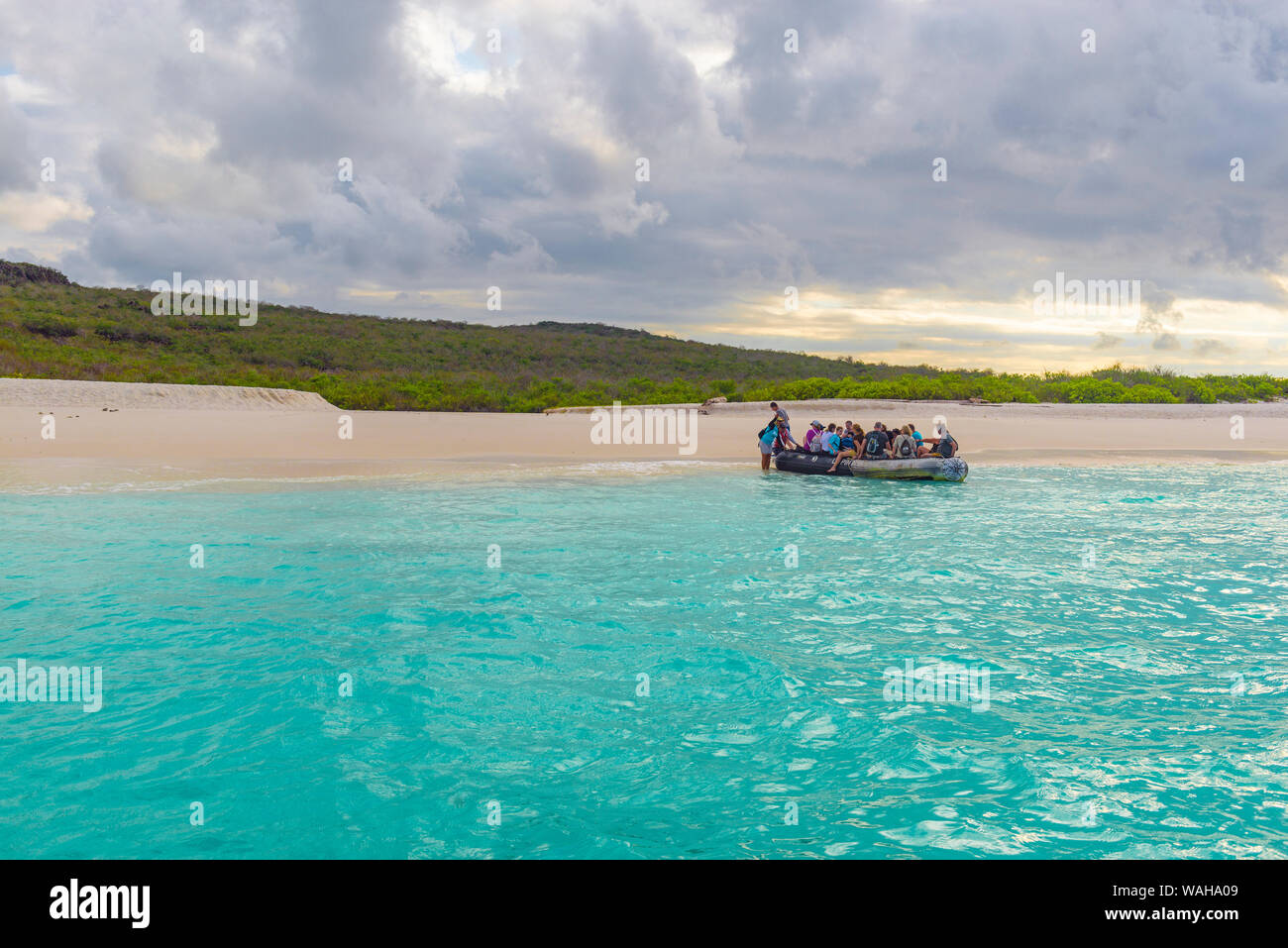 Touristen Stepping off ein Zodiac Boot während einer nassen Landung am Strand von Bahia Gardner Gardner Bay, Espanola Island, Galapagos, Ecuador. Stockfoto