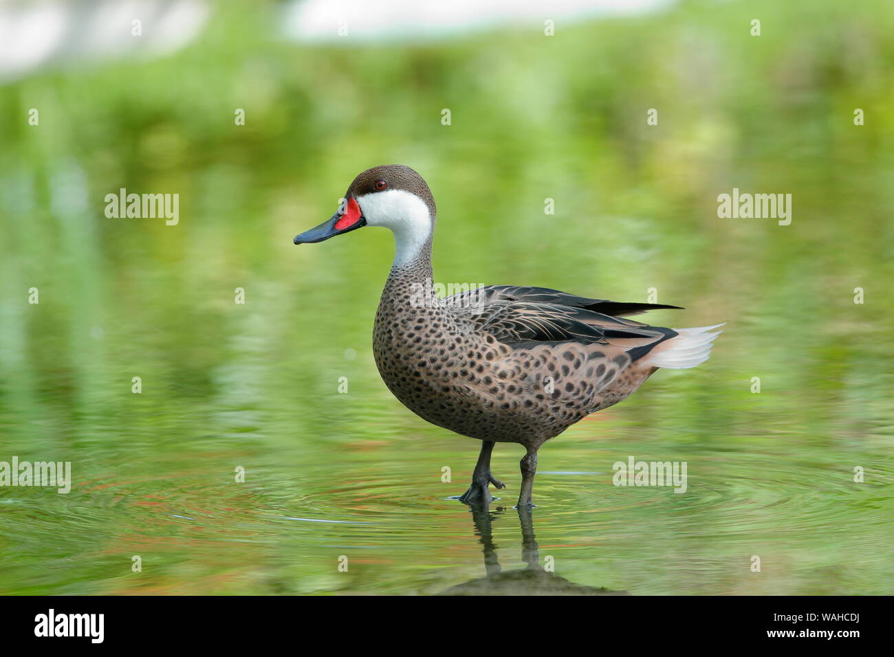 Der Red-billed Teal oder Red-billed Duck ist ein Dabbling Duck Das ist ein reichlich ansässigen Züchter im südlichen und östlichen Afrika. Stockfoto