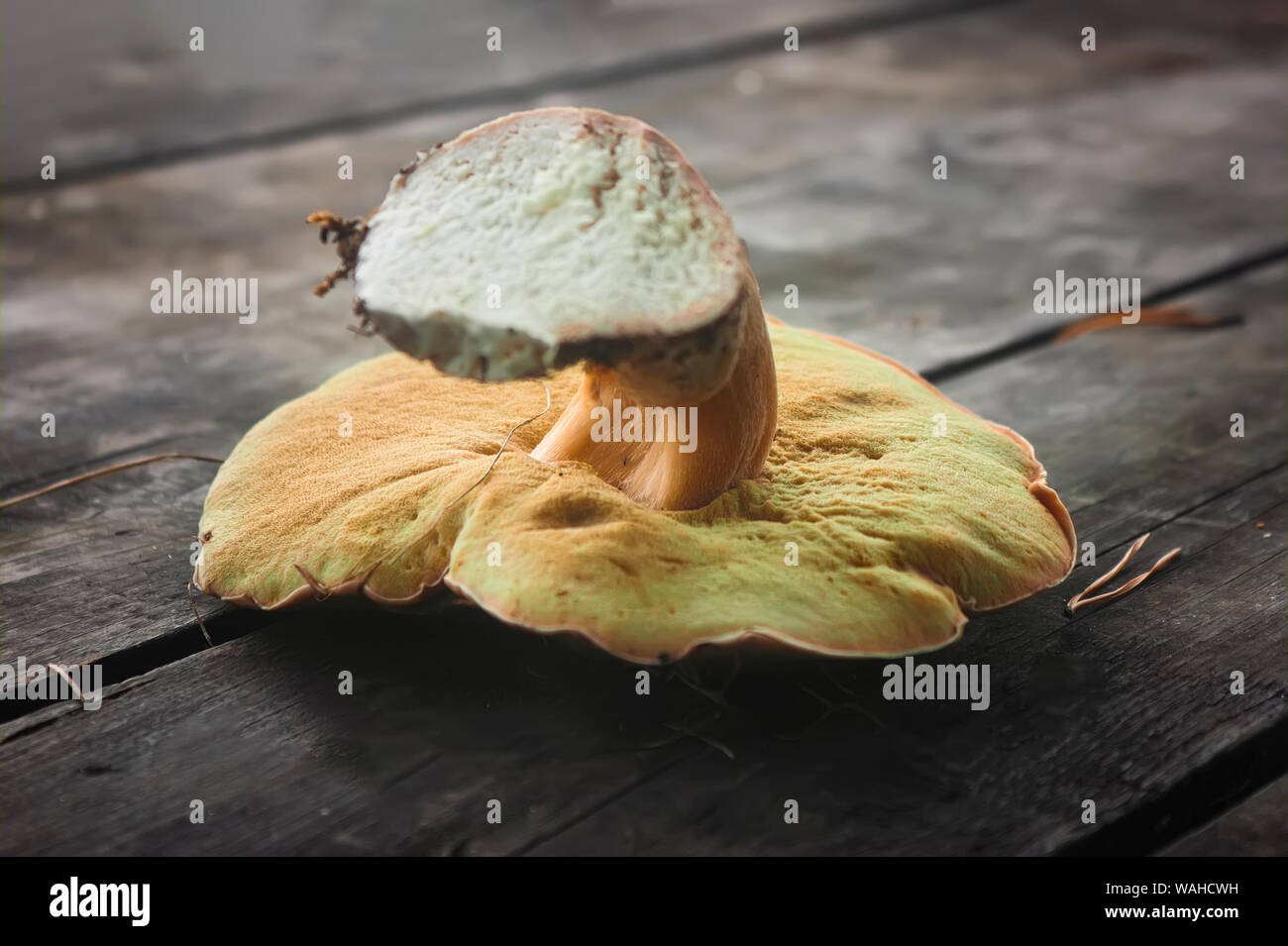 Frische weiße Pilz auf einem hölzernen alte Tabelle. Boletus edulis Pilze auf alten hölzernen Hintergrund. Stockfoto