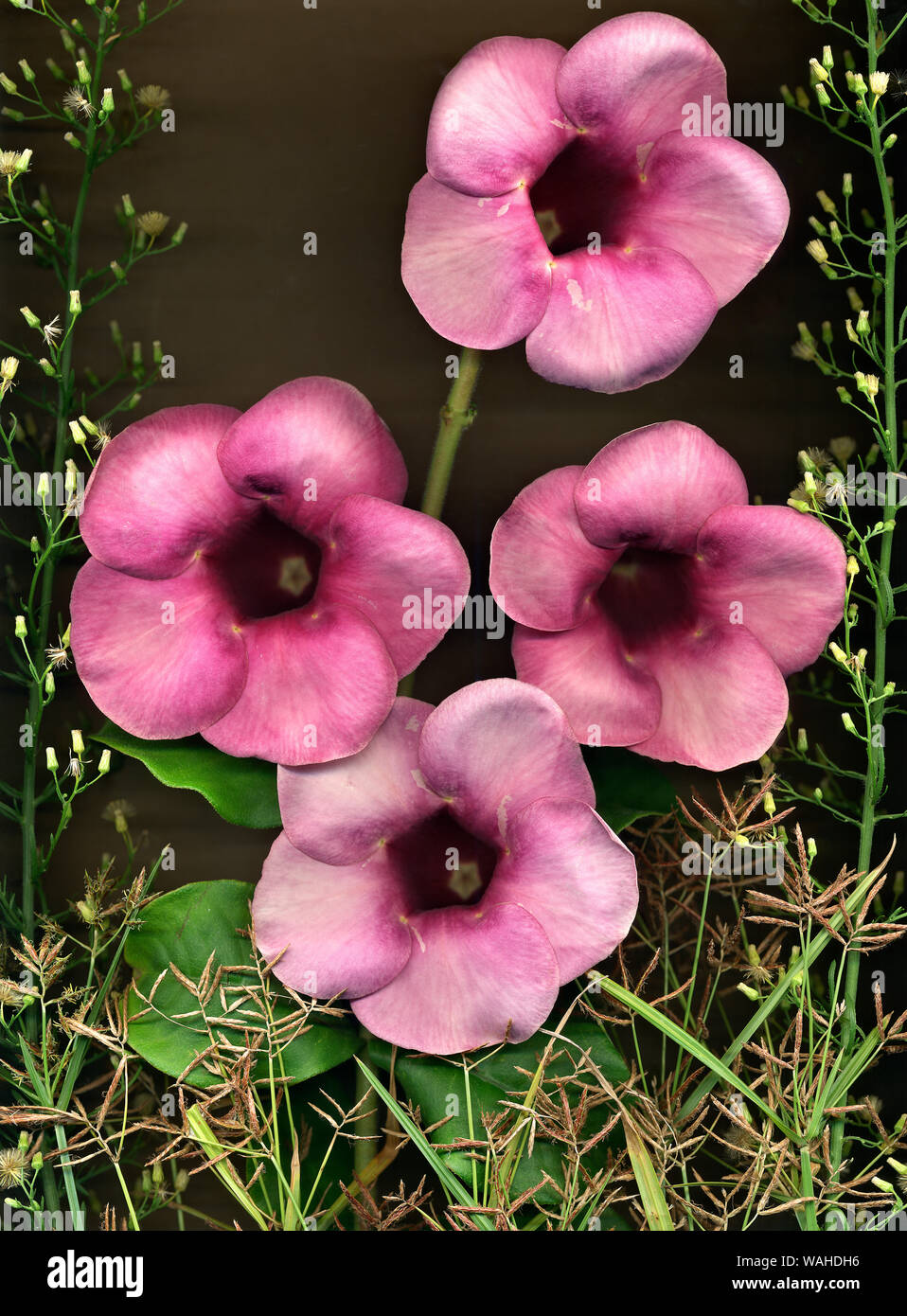 Stillleben mit Blumen Stockfoto
