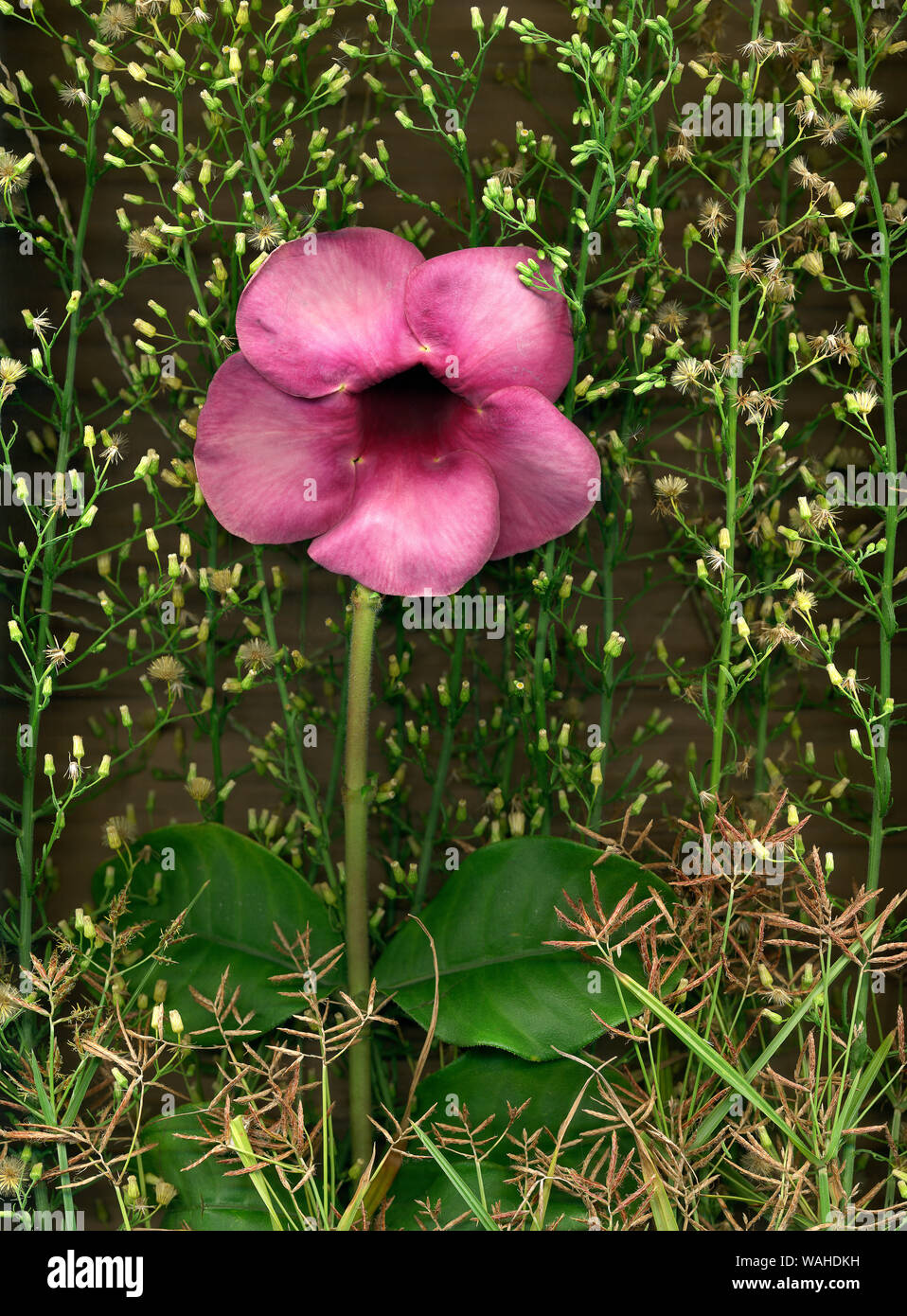 Stillleben mit Blumen Stockfoto