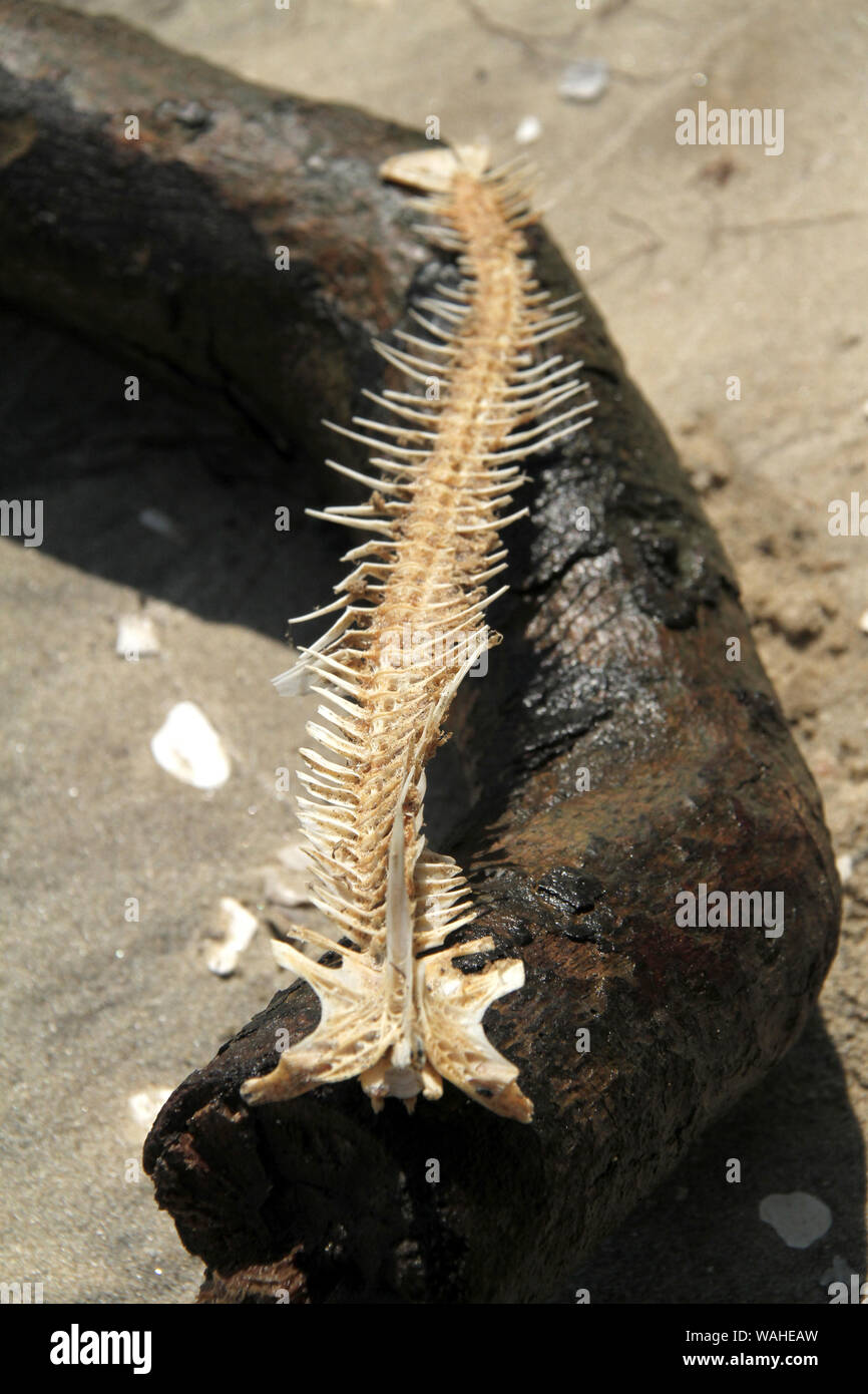 Getrockneter Fisch Skelett am Ufer des James River in VA, USA Stockfoto