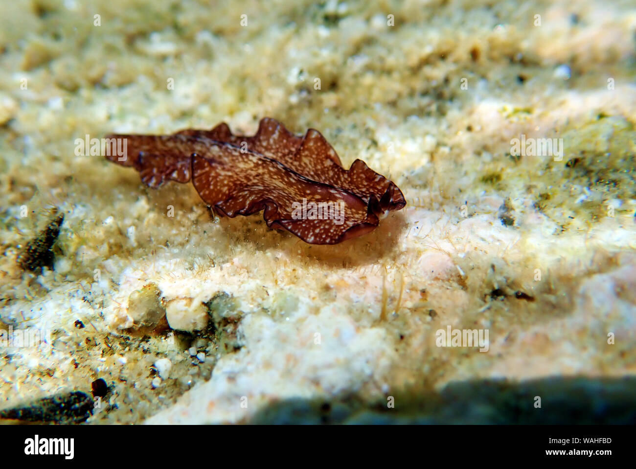 Pseudoceros Maximus - Mittelmeer plattwurm Stockfoto