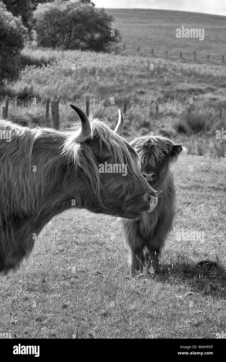 Schwarz-Weiß-Bild eines jungen Highland Kuh Kalb in der Gesellschaft von einem vorsichtig Mutter. Stockfoto