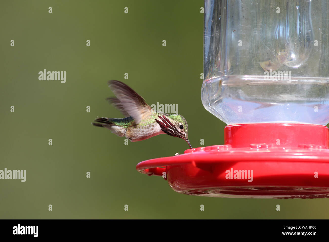 Eine charmante männlichen Calliope Hummingbird schwebt zu trinken am Schrägförderer Stockfoto
