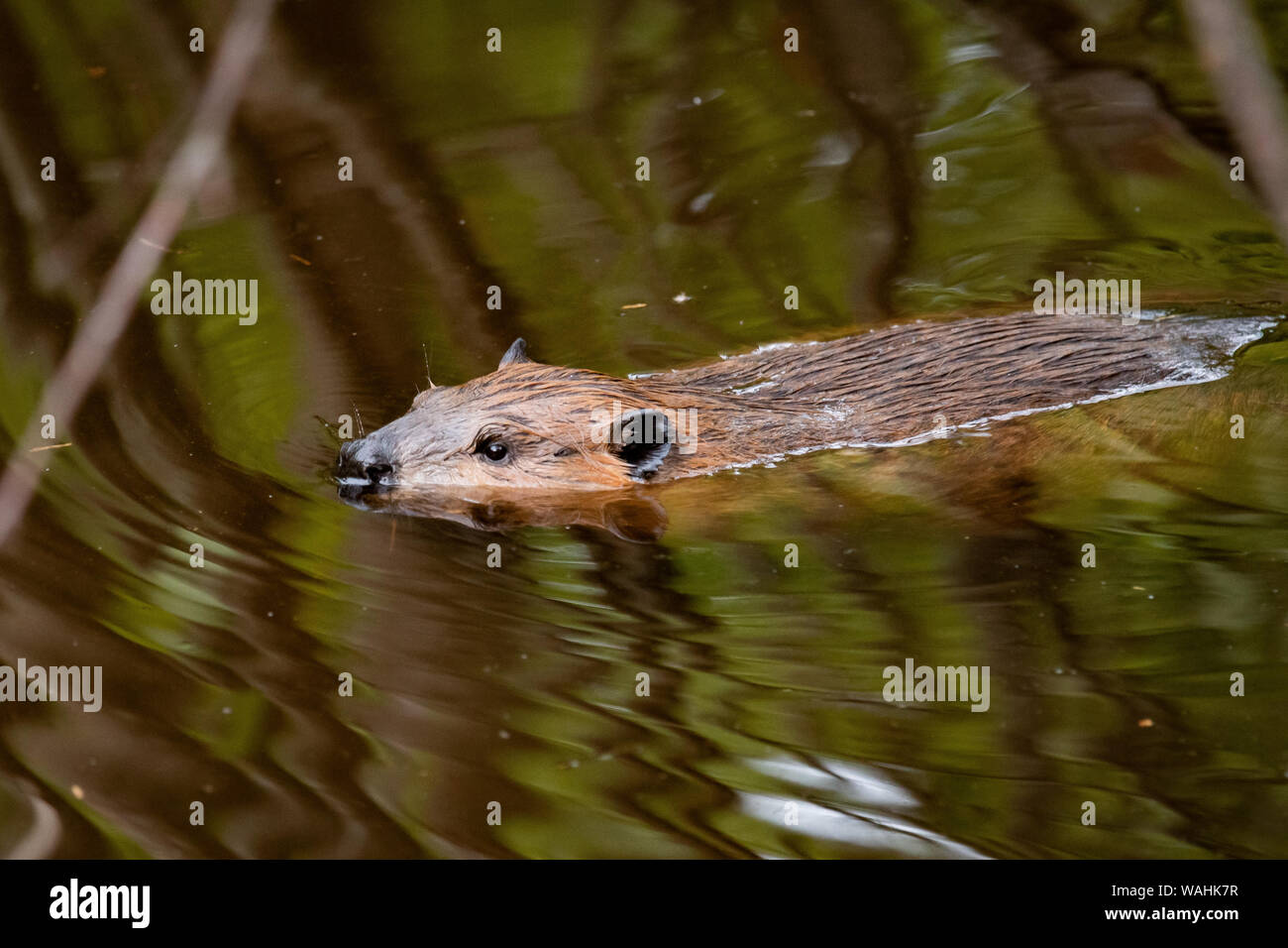 Amerikanischer Biber, Castor canadensis, Schwimmen in einem Teich in den Adirondack Mountains, NY USA Wüste Stockfoto