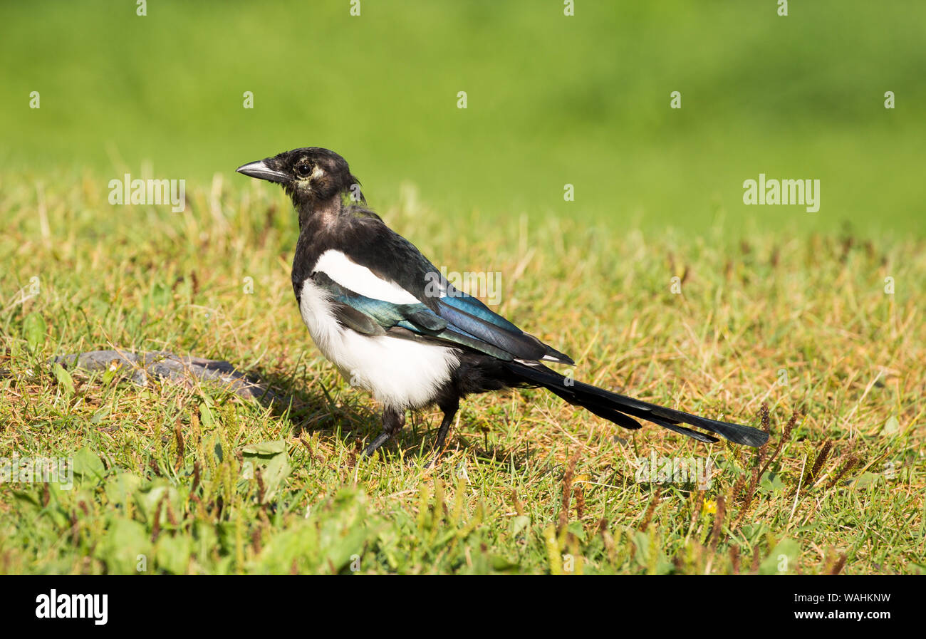 Europäische Magpie (Pica Pica) auf Gras thront. Stockfoto