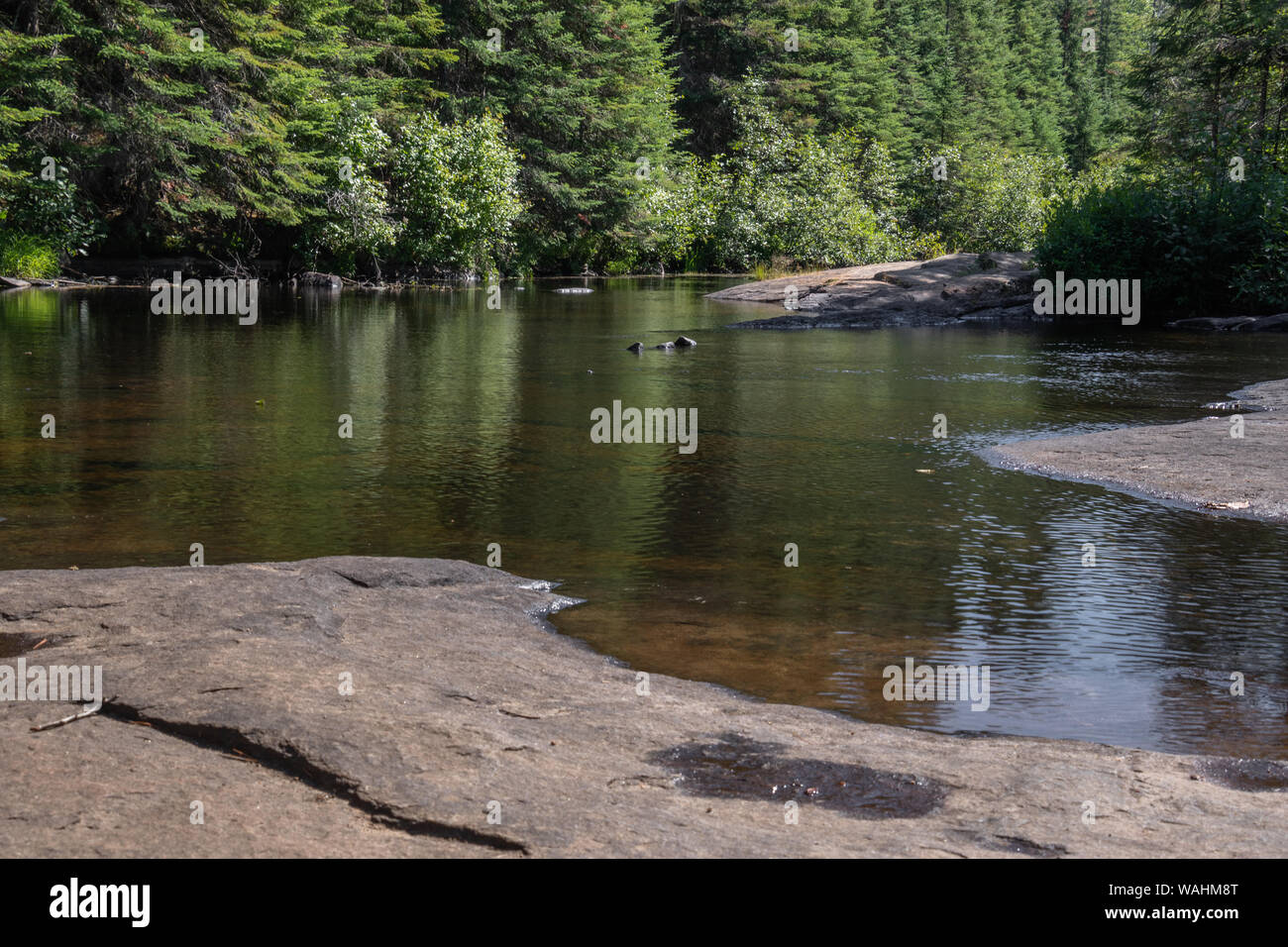 Wald Reflexionen in den Madawaska River in Algonquin Park, wo Besucher Schwimmen, Wandern, Fischen und Paddeln im Frühling, Sommer und Herbst. Stockfoto