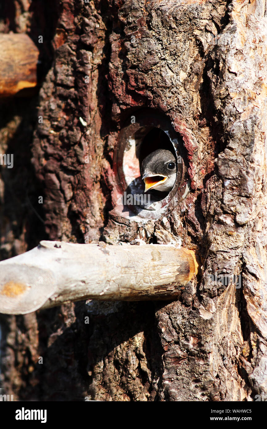 Einen jungen Baum schlucken Peers aus seinem Vogelhaus zwei Tage vor Abflug Stockfoto