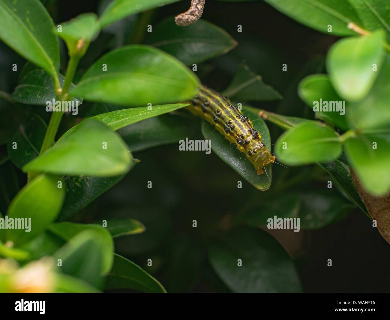 Box Tree Motte (cydalima perspectalis) - Tod des Buxus Stockfoto