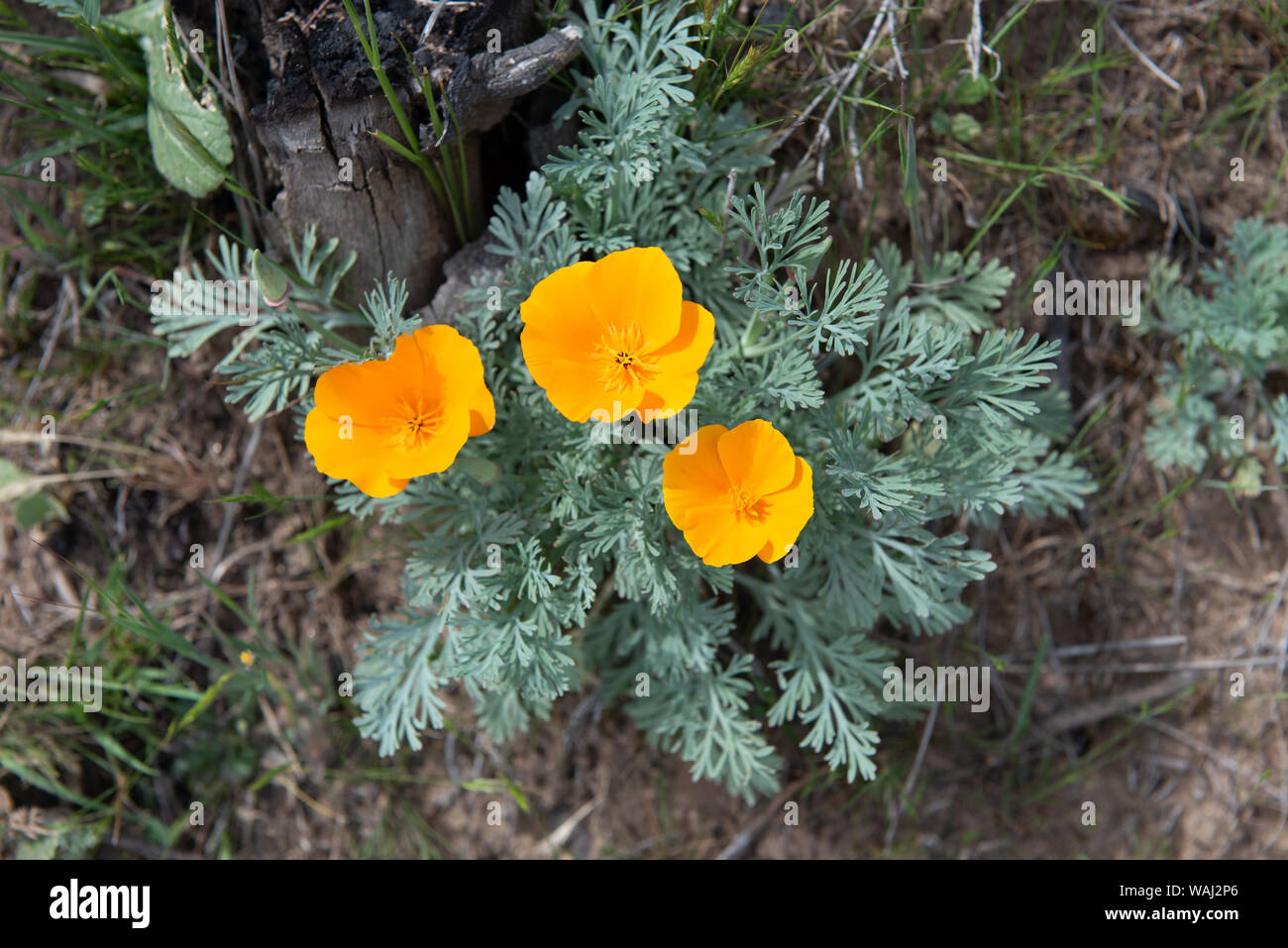 Orange Mohn Blumen wachsen im Sand Stockfoto