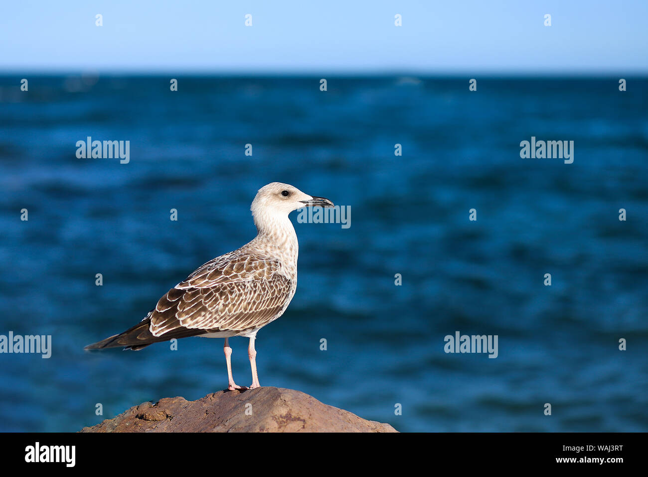 Eine junge Möwe steht auf einem Stein vor dem Hintergrund des Schwarzen Meeres. Das Konzept der Reisen, Freizeit, Freiheit, Glück. Stockfoto