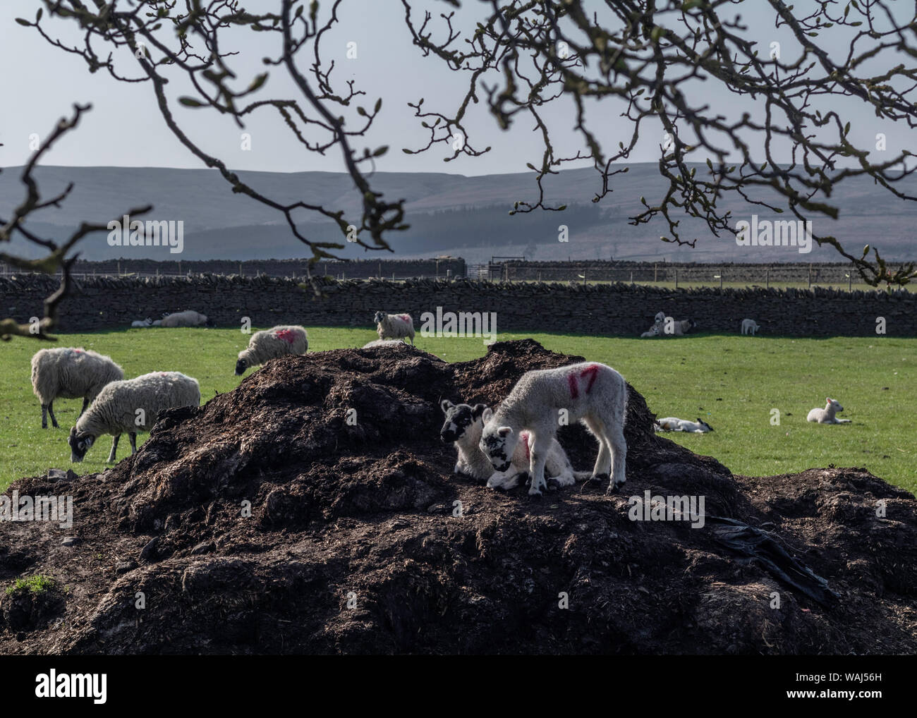 Wenig sheps spielen an einem sonnigen Tag auf der Farm House Stockfoto