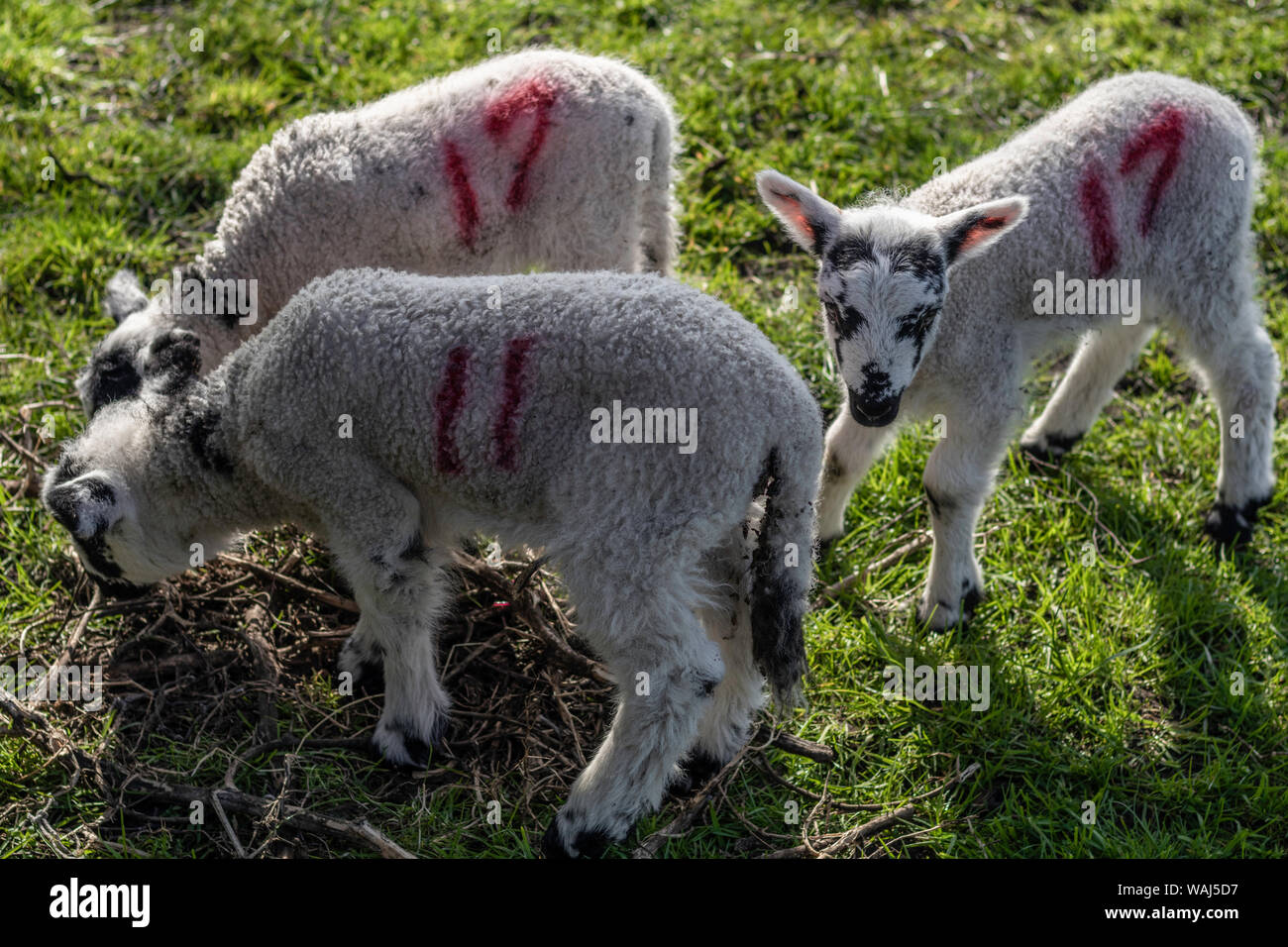 Wenig sheps spielen an einem sonnigen Tag auf der Farm House Stockfoto